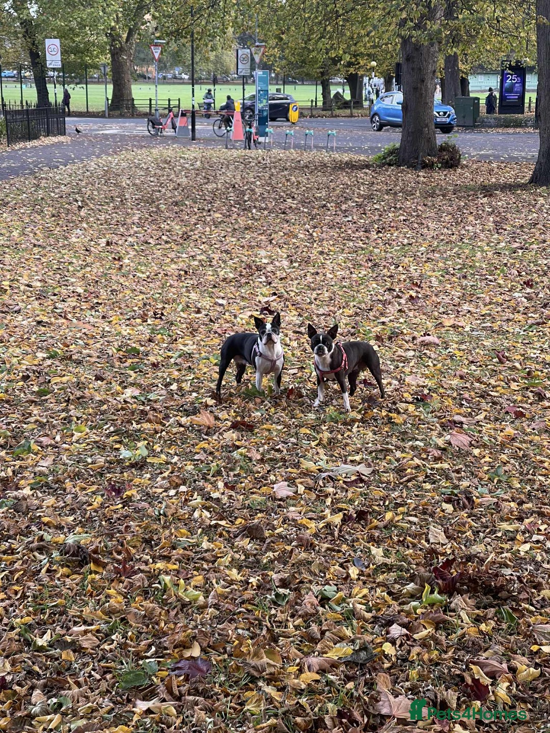 Boston Terrier dogs for sale: Boston Terrier Adults - Image 9