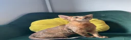 Abyssinian cats for sale: Abyssinian Kitten Boy and girl Tica Show Quality  - Advert 20