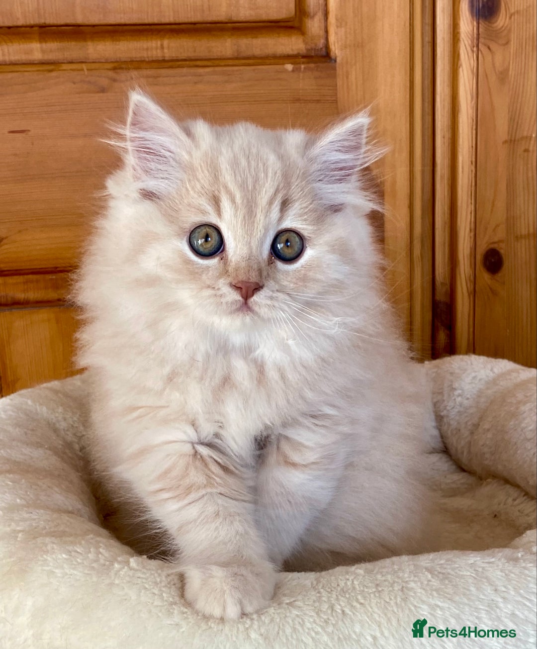 British Longhair cats for sale: Champion line kittens with excellent pedigrees - Image 13