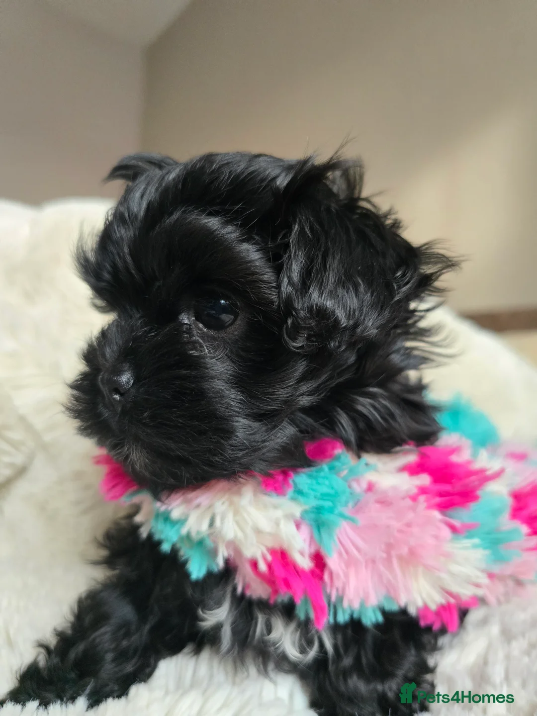Havanese dogs for sale: Russkaya Tsvetnaya Bolonka- Rare,Devoted, Adorable - Advert 2