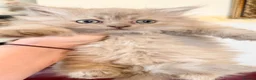 Persian cats for sale: Ready to goBeautiful Persian Kittens for Sale 🐾 - Advert 9