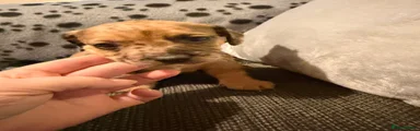 Mixed Breed Puppy 2