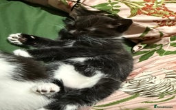 Domestic Shorthair cats for sale: 3 Kittens available  - Advert 4