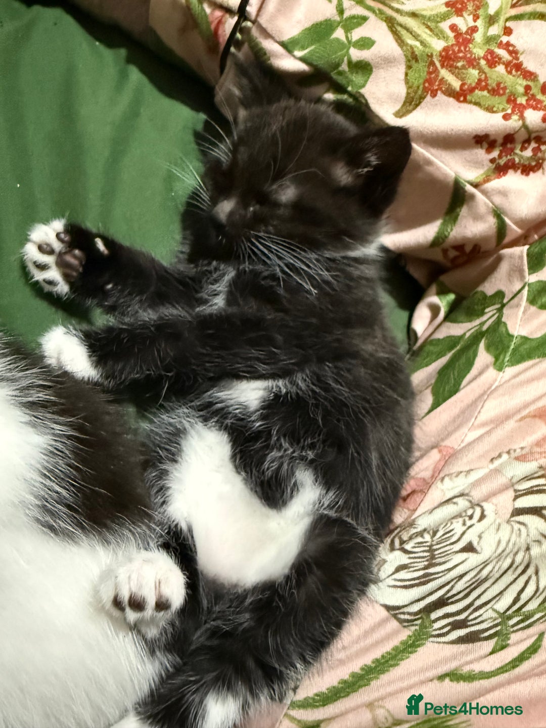 Domestic Shorthair cats for sale: 3 Kittens available  - Advert 4