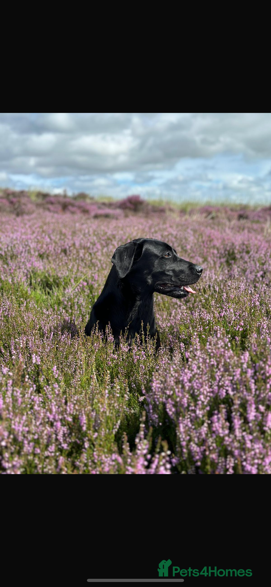 Labrador Retriever dogs for sale: Labrador puppies  - Image 6