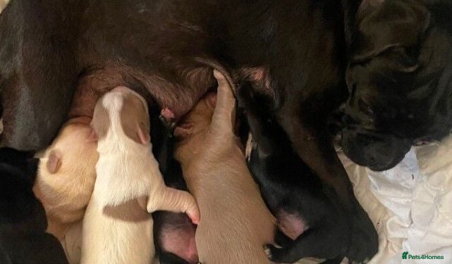 Jug dogs 6 adorable babies looking for their forever homes! - Advert 1