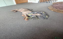 Dobermann dogs for sale: Dobermann puppy 5* licensed breeder  - Image 8