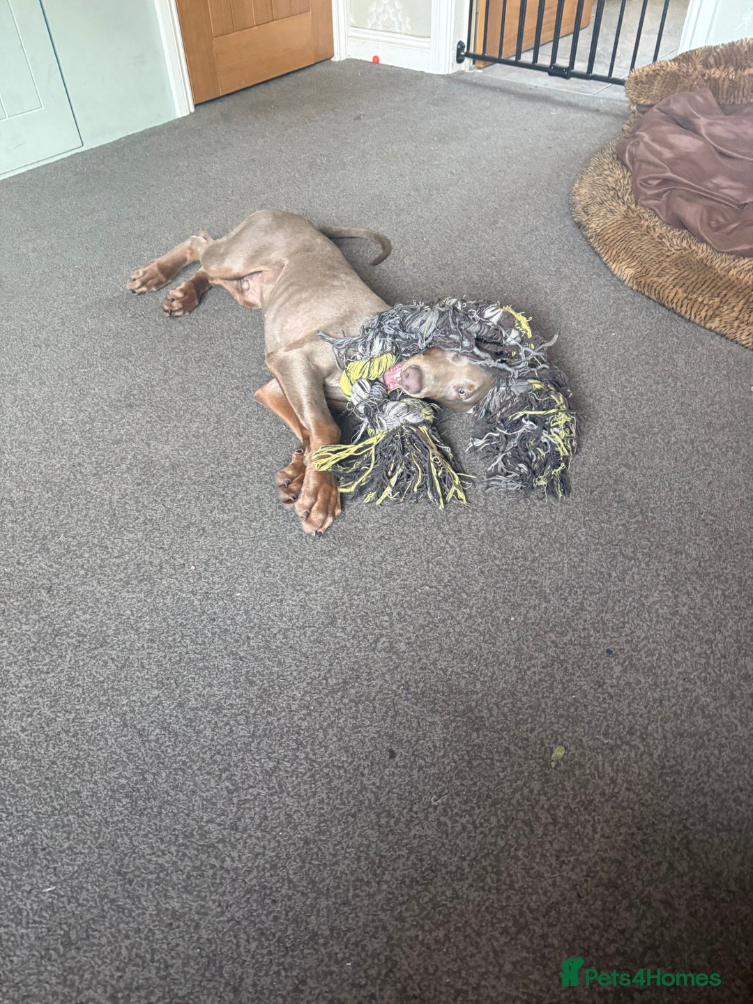 Dobermann dogs for sale: Dobermann puppy 5* licensed breeder  - Image 8