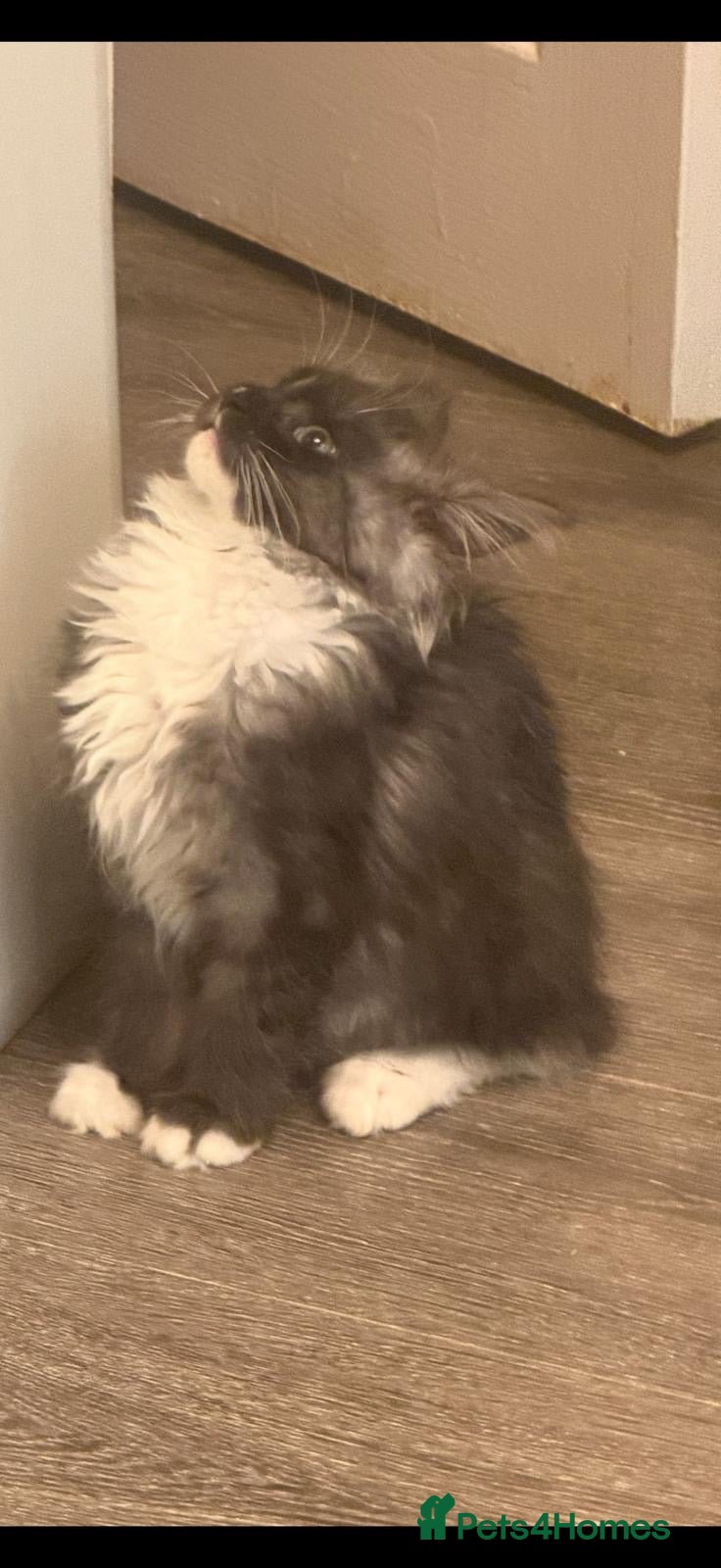 Maine Coon cats female adorable Maine coon girl final reduction  - Advert 7