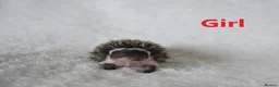 Pygmy Hedgehog rodents for sale: Pygmy hedgehogs, 1 girl 2 boys - Advert 3