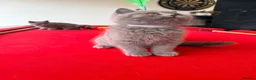 British Shorthair cats for sale: 2 BOYS AVAILABLE - GCCF BSH Kittens - Advert 5