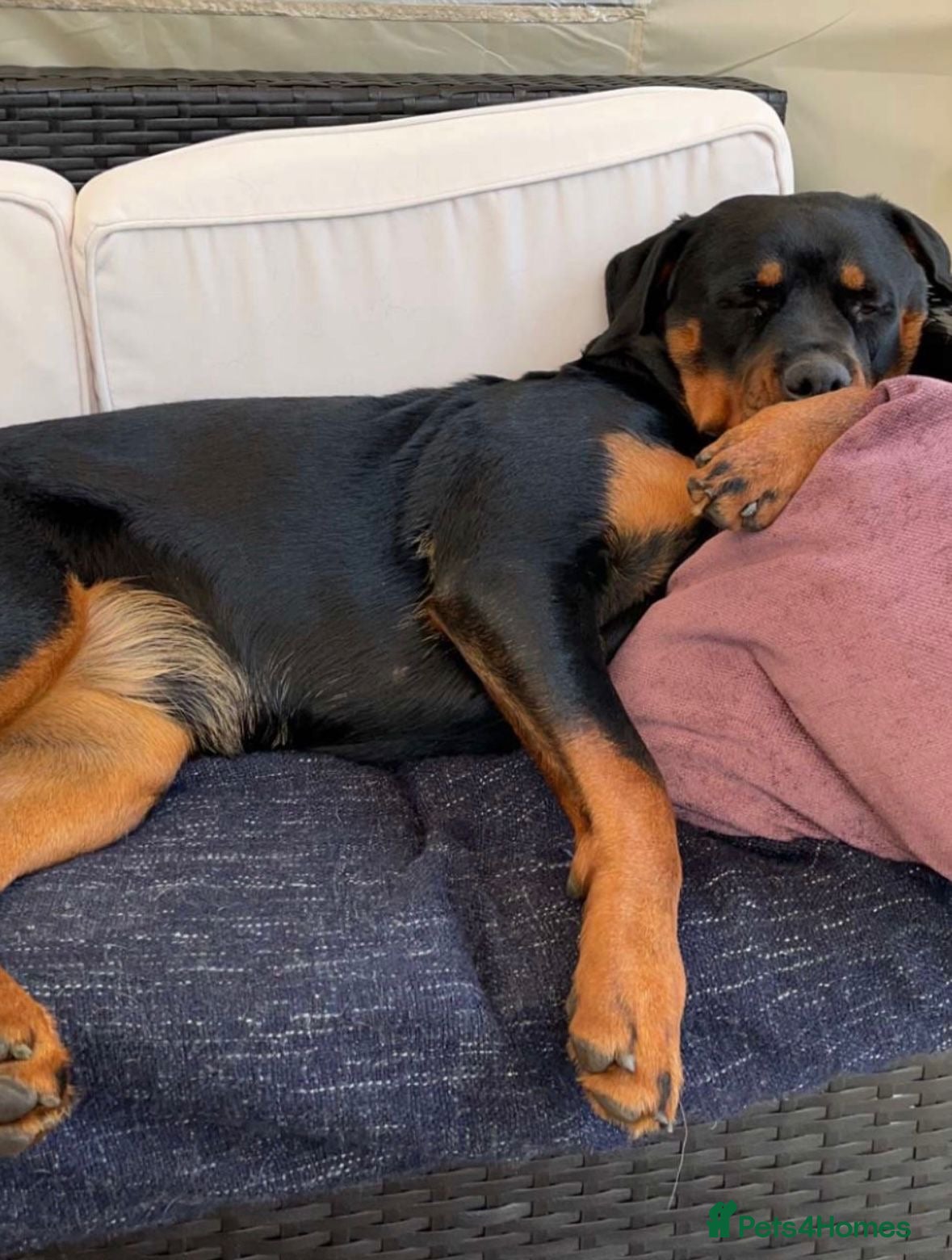 Rottweiler dogs Beautiful 5 year old Rottweiler  - Advert 1