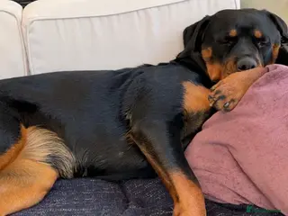 Rottweiler dogs Beautiful 5 year old Rottweiler - Advert 5