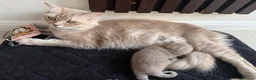 British Shorthair cats for sale: Beautiful British kittens Available 🐾🐾❤️ - Advert 25