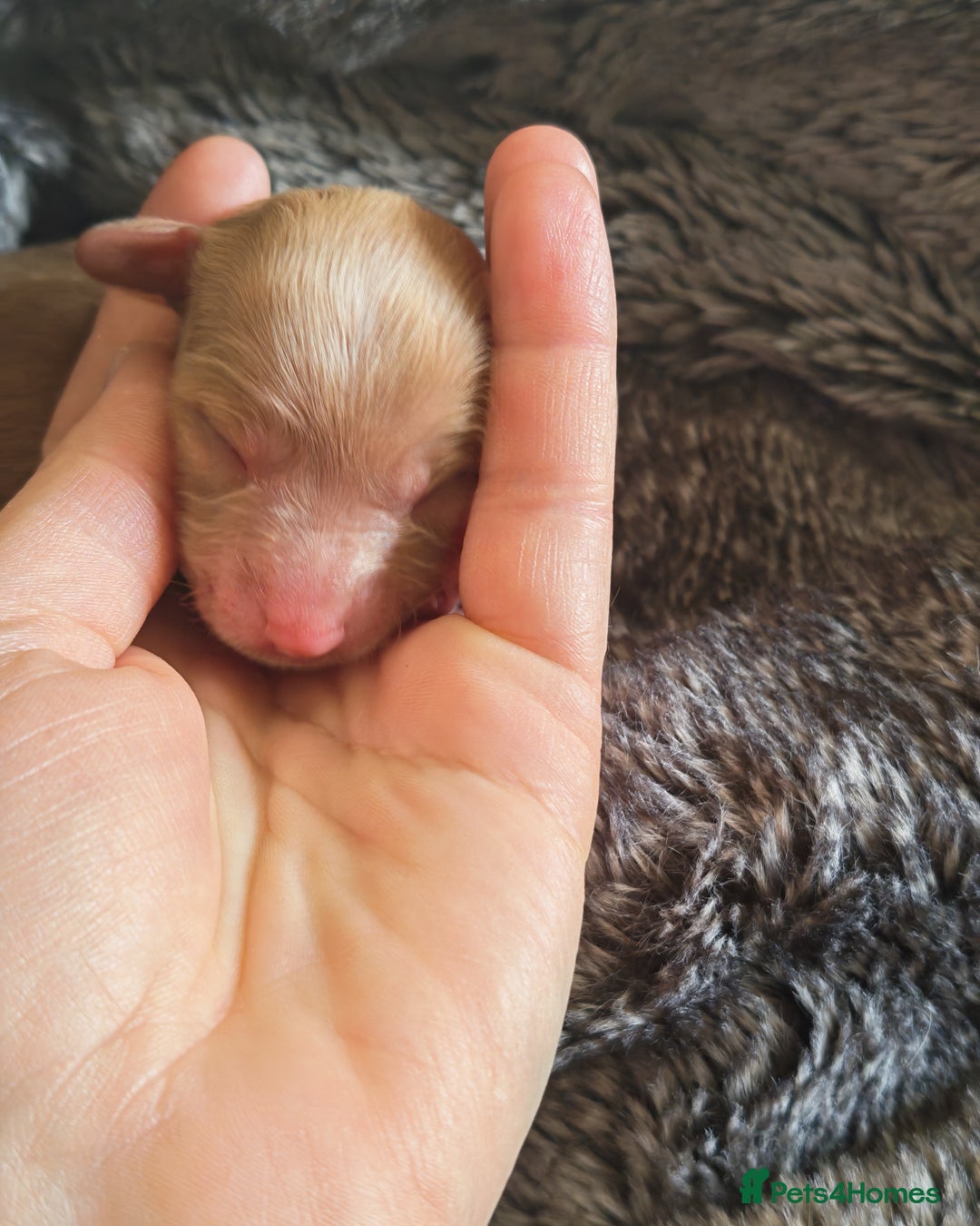 Cockapoo dogs for sale: Cockapoos F1 DNA Health tested patents - Advert 29