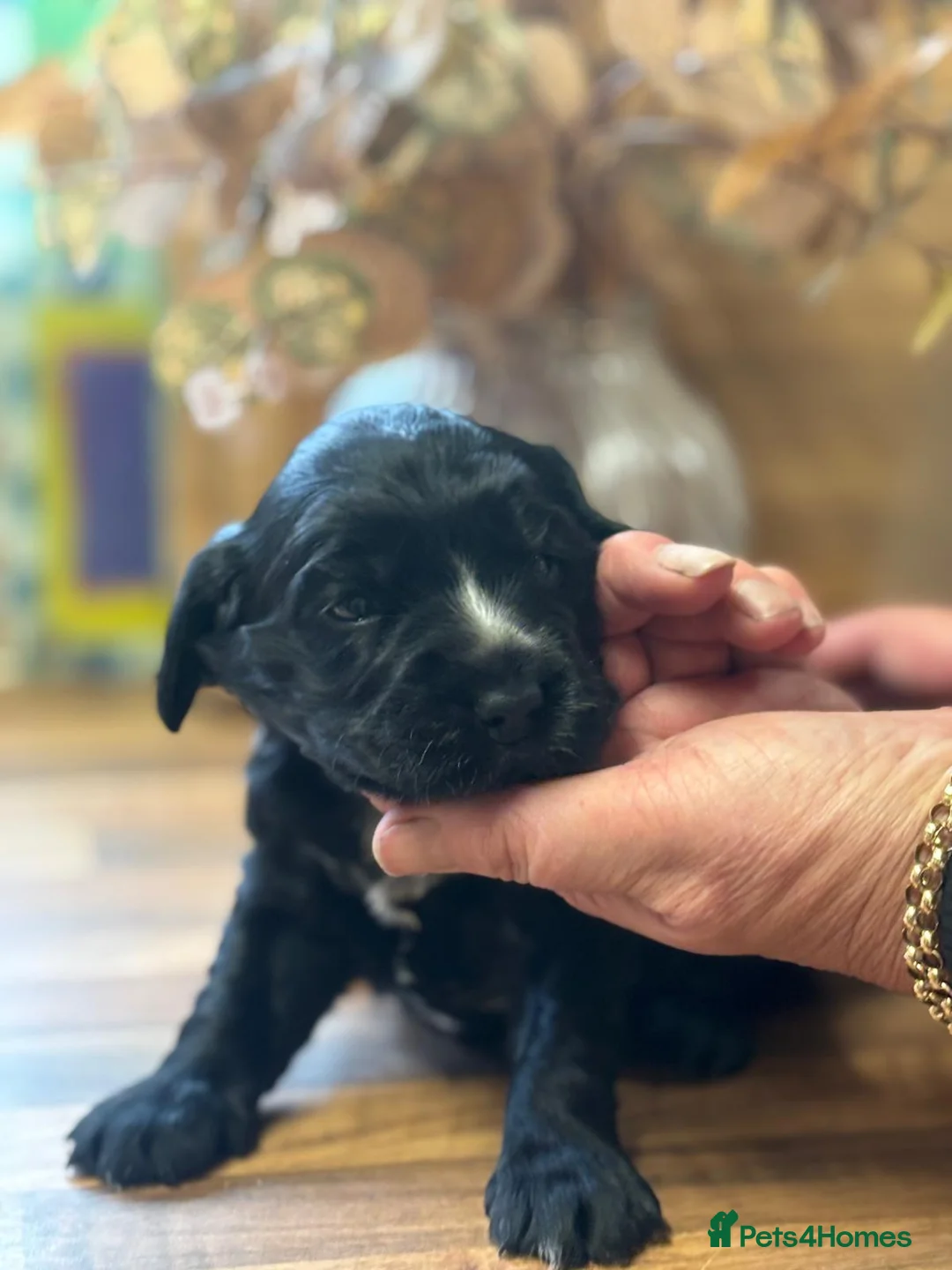 Cocker Spaniel dogs for sale: Kc show type cocker spaniels - Advert 2