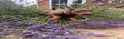 Dobermann dogs for sale: health tested Kc Reg dobermann puppies - Advert 7