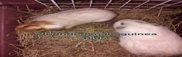 Guinea Pig rodents for sale: Guinea Pigs male and female  - Advert 4