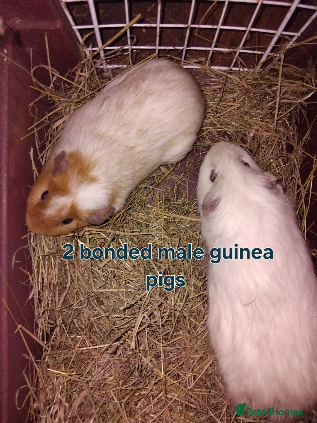 Guinea Pig rodents for sale: Guinea Pigs male and female  - Advert 4