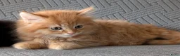 British Shorthair cats for sale: 4 Beautiful loving adorable kittens  - Advert 3