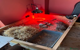 Tortoise reptiles for sale: Friendly 6-year-old marginated male tortoise  - Image 4