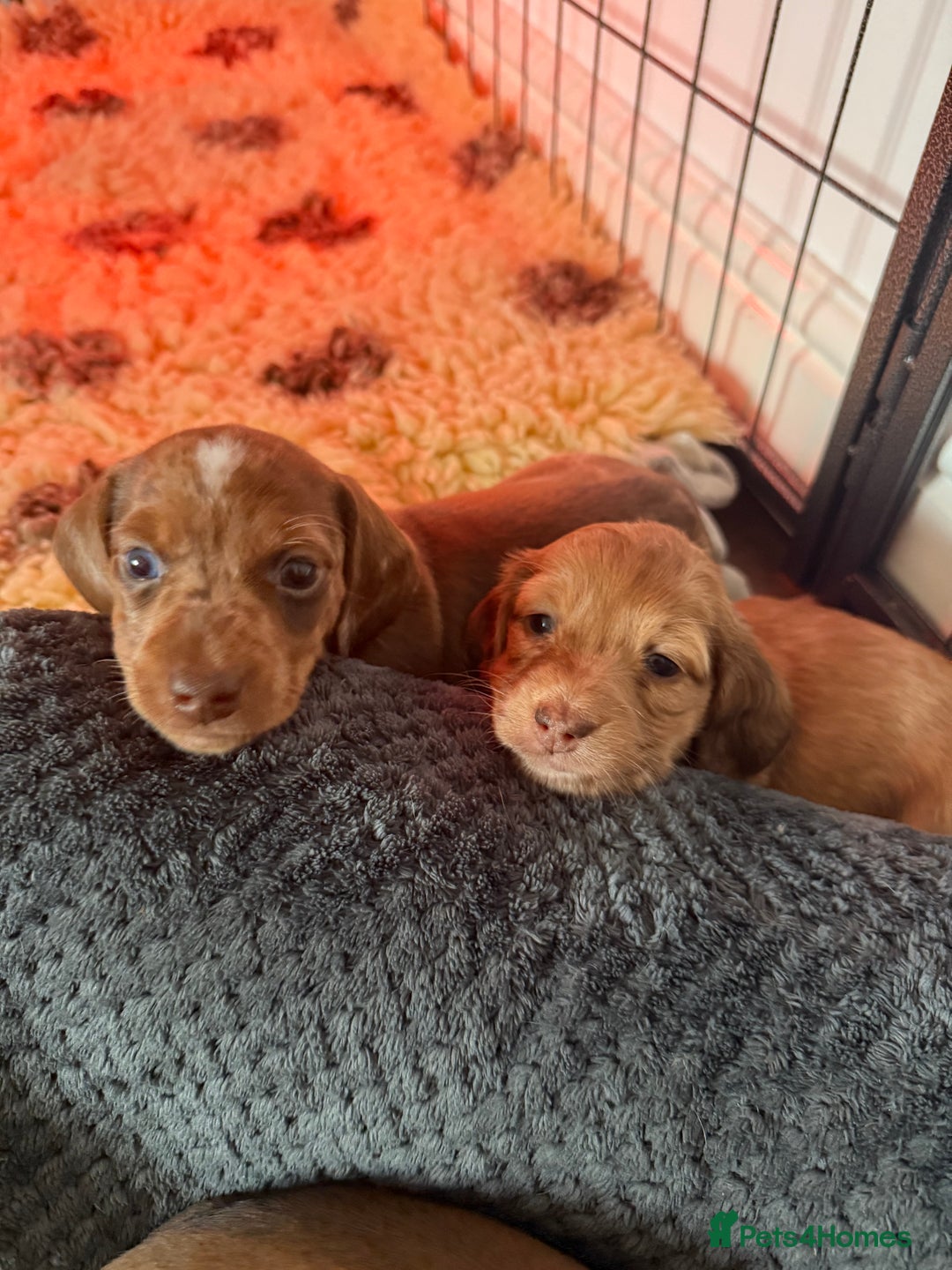 Miniature Dachshund dogs for sale: Miniature dachshund - Image 7