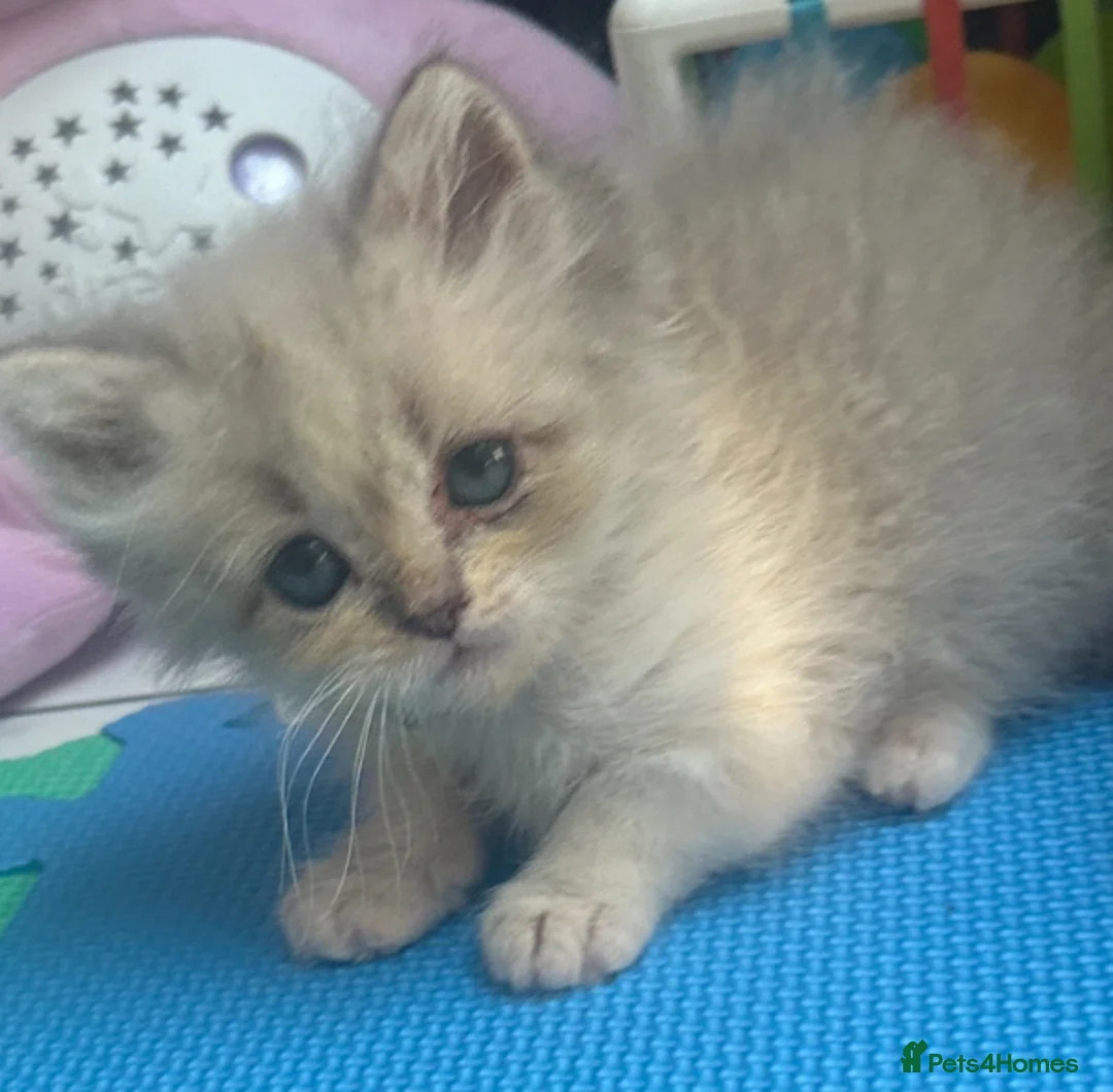 Ragdoll cats for sale: Beautiful Blue Point Ragdoll Female Cat –10/09/24 - Advert 2