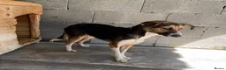 Mixed Breed dogs for adoption: Abby, 2 yrs approx. Available for adoption. in Brixham - Advert 1