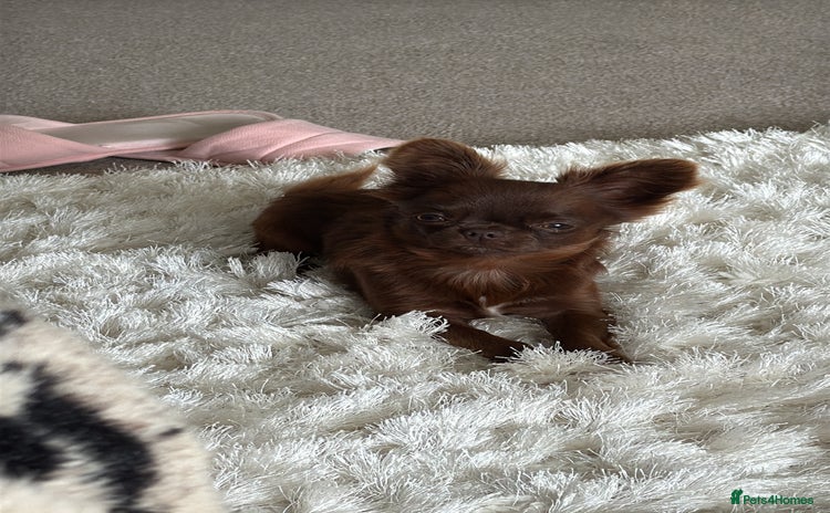 Chihuahua dogs - Advert 1