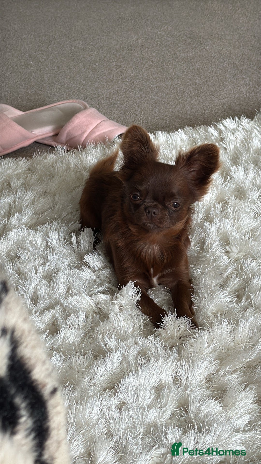 Chihuahua dogs for sale: Rehoming my 2 chihuahua boys - Image 1