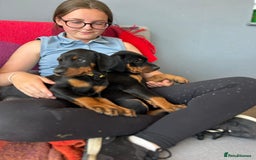 Dobermann dogs for sale: Proper Chunky Euro doberman pups 💕 - Image 25