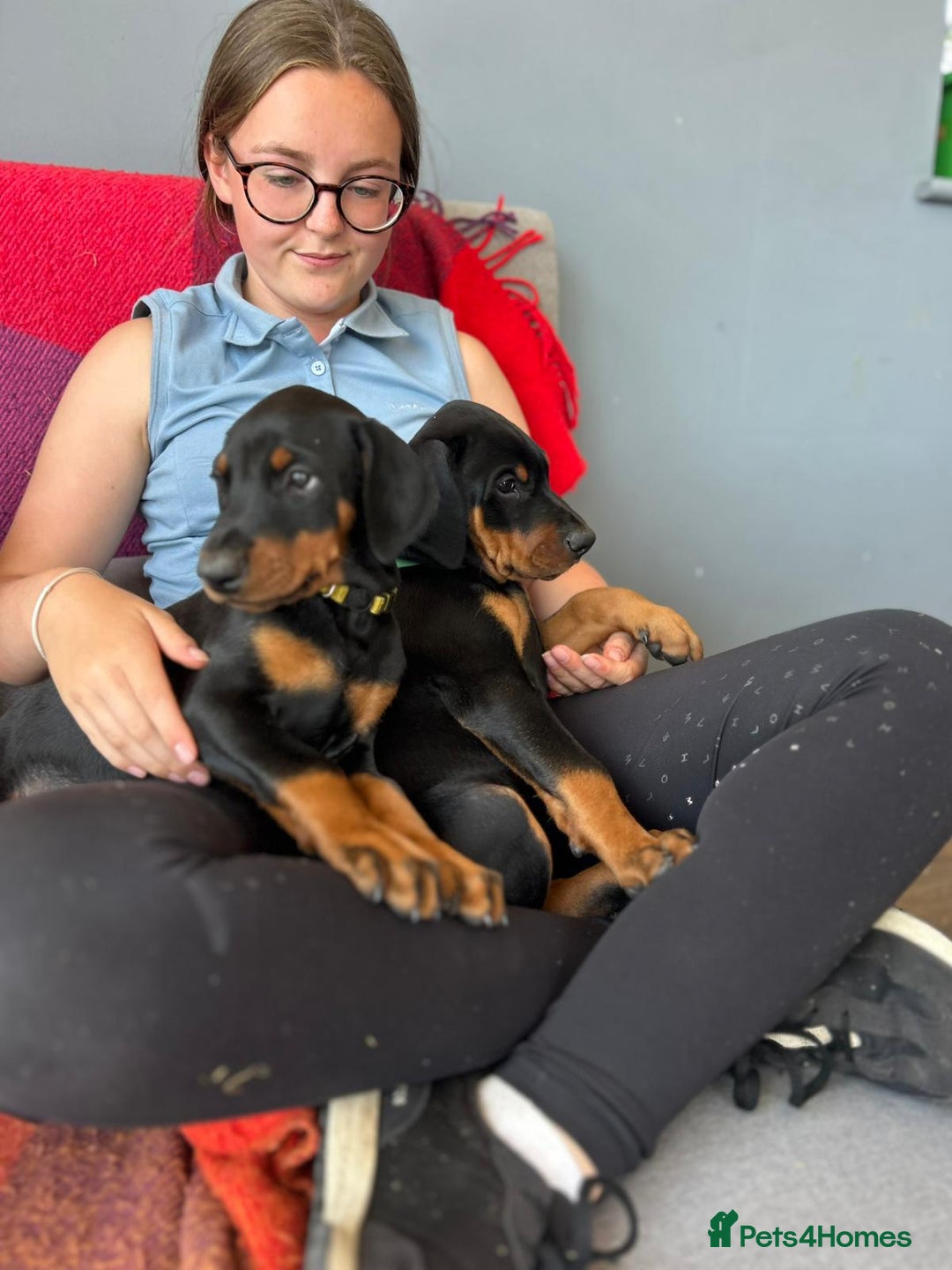 Dobermann dogs for sale: Proper Chunky Euro doberman pups 💕 - Image 25