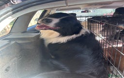 Border Collie dogs for stud: Beautiful Border Collie for Stud - Image 8