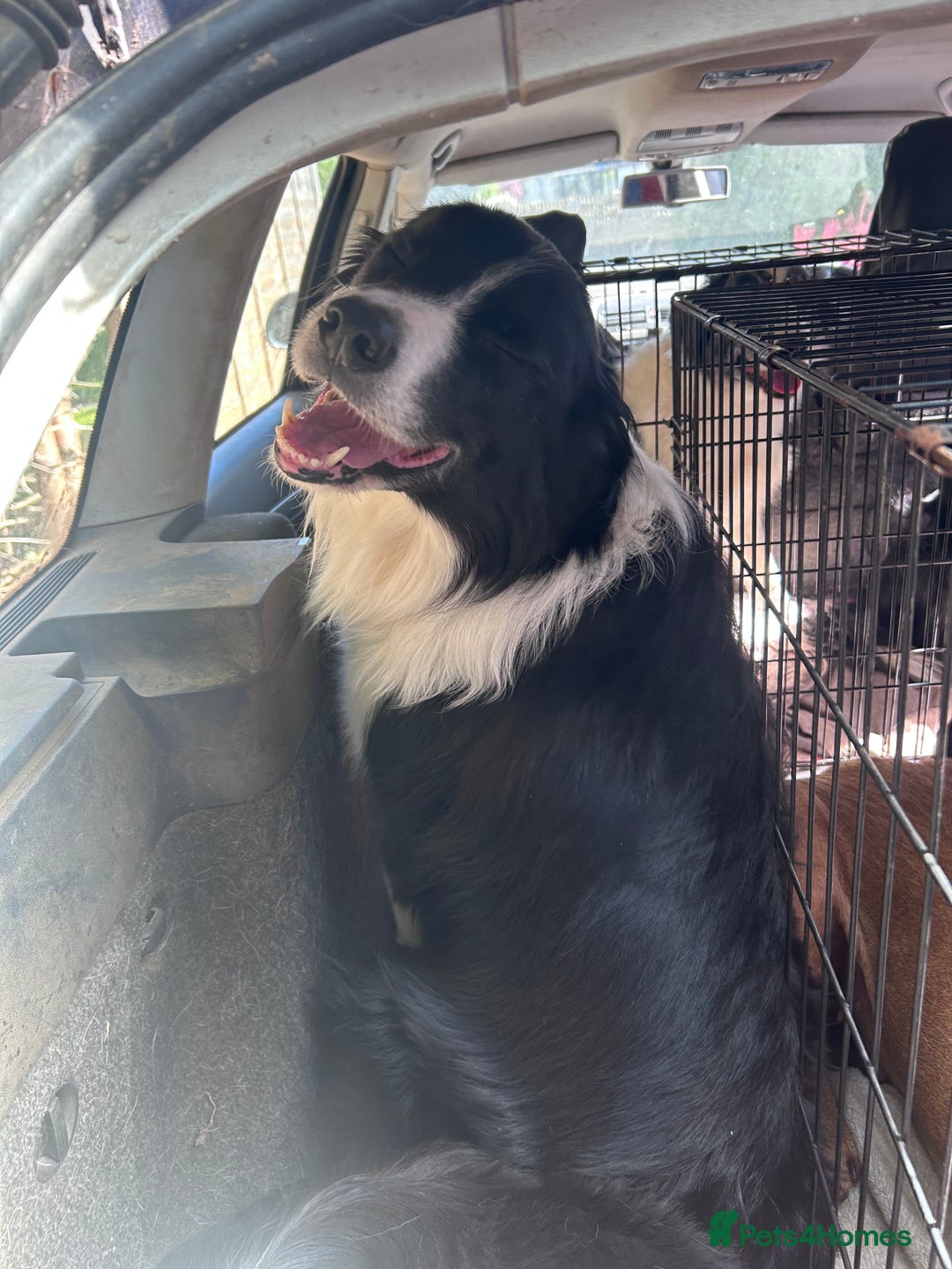 Border Collie dogs for stud: Beautiful Border Collie for Stud - Image 8