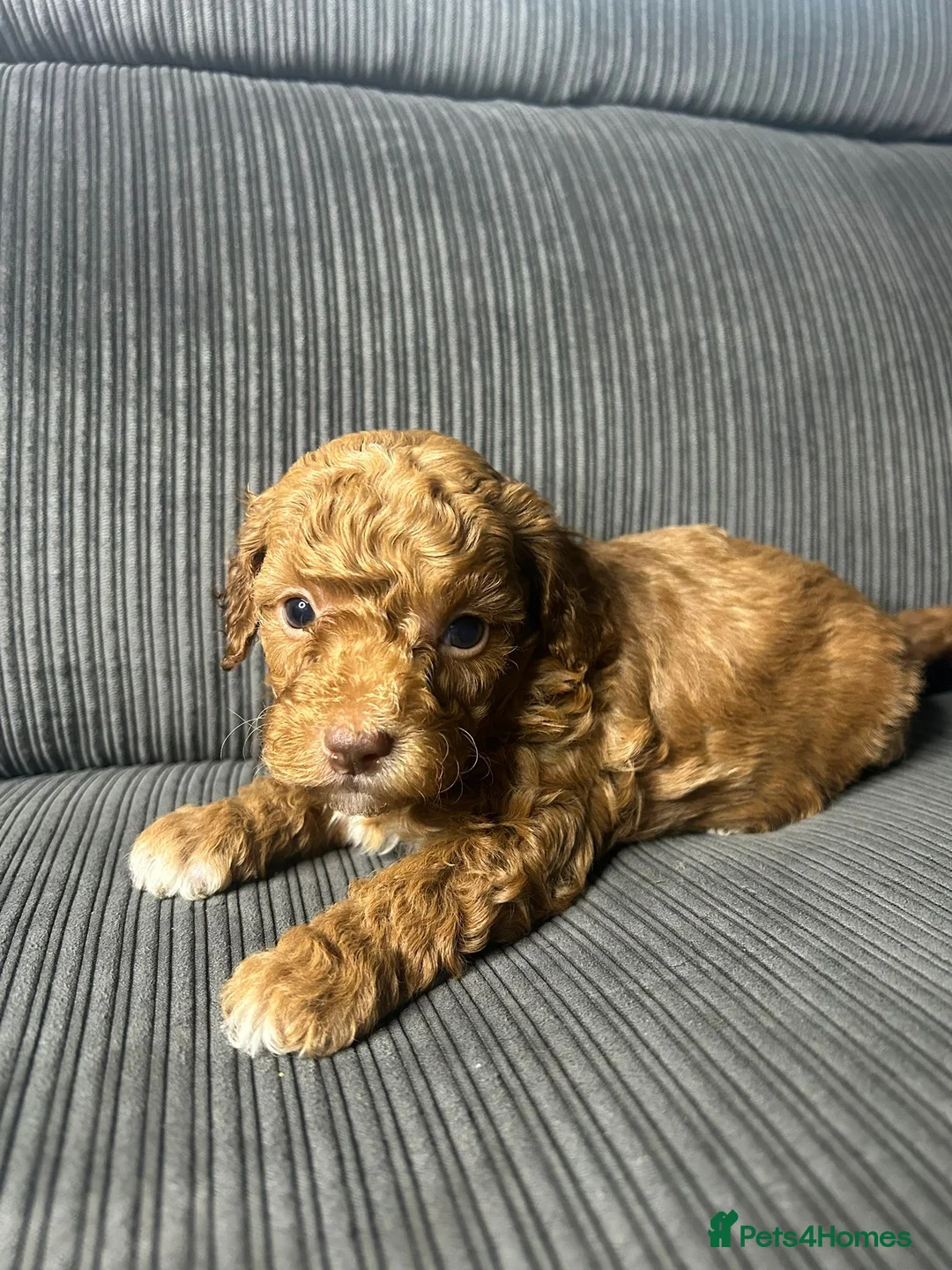 Mixed Breed dogs for sale: Healthy Pure Poodle Puppies (1 girl left) - Advert 20