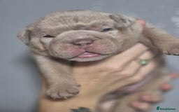 English Bulldog dogs for sale: Beautiful Litter Of New English Bulldog Puppies - Image 15