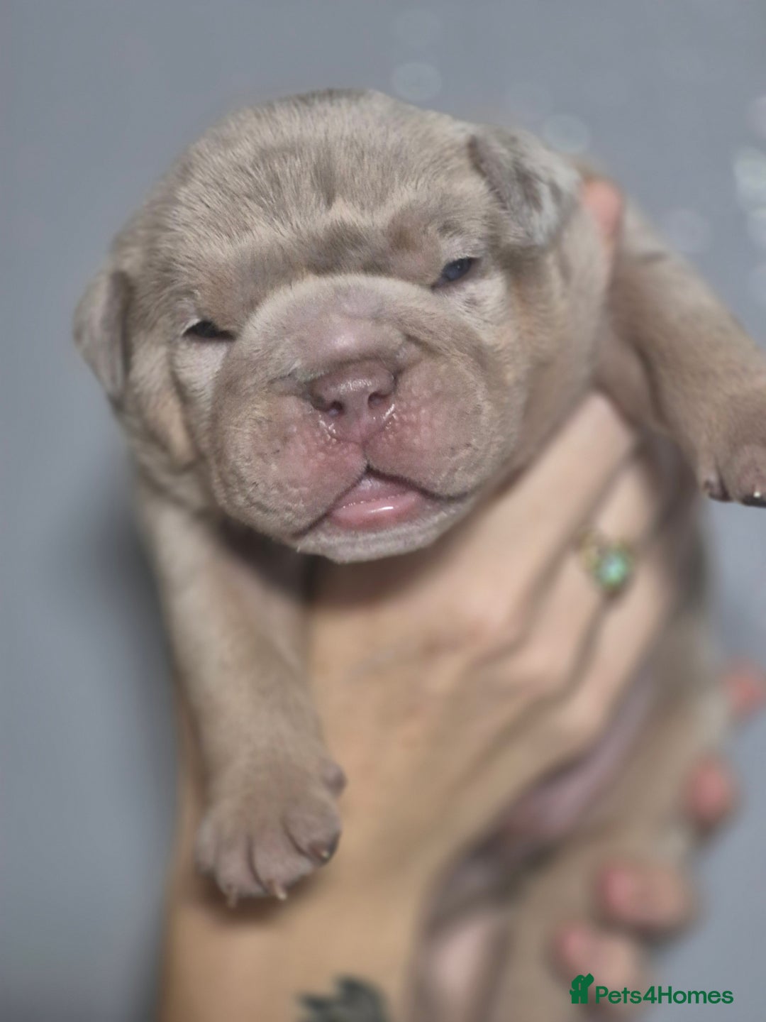 English Bulldog dogs for sale: Beautiful Litter Of New English Bulldog Puppies - Image 15