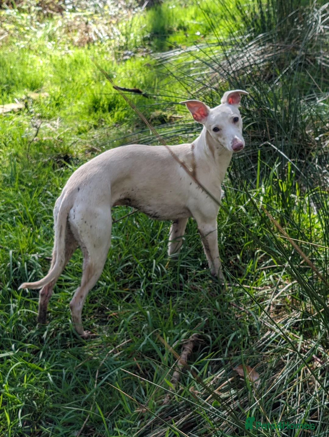 Whippet dogs for stud: Full cream kc and blue white parti kc for stud in Crook - Advert 5