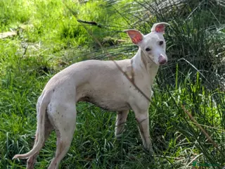 Whippet dogs Full cream kc and blue white parti kc for stud in Crook - Advert 7