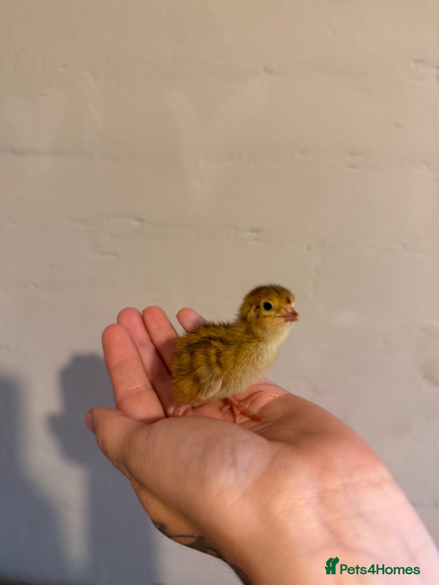 Quail poultry Day old quails  - Advert 13