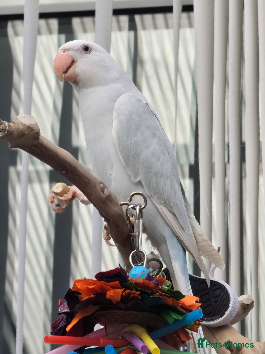 Ringnecks birds for sale: Blue Indian ringneck 9 months old - Advert 4