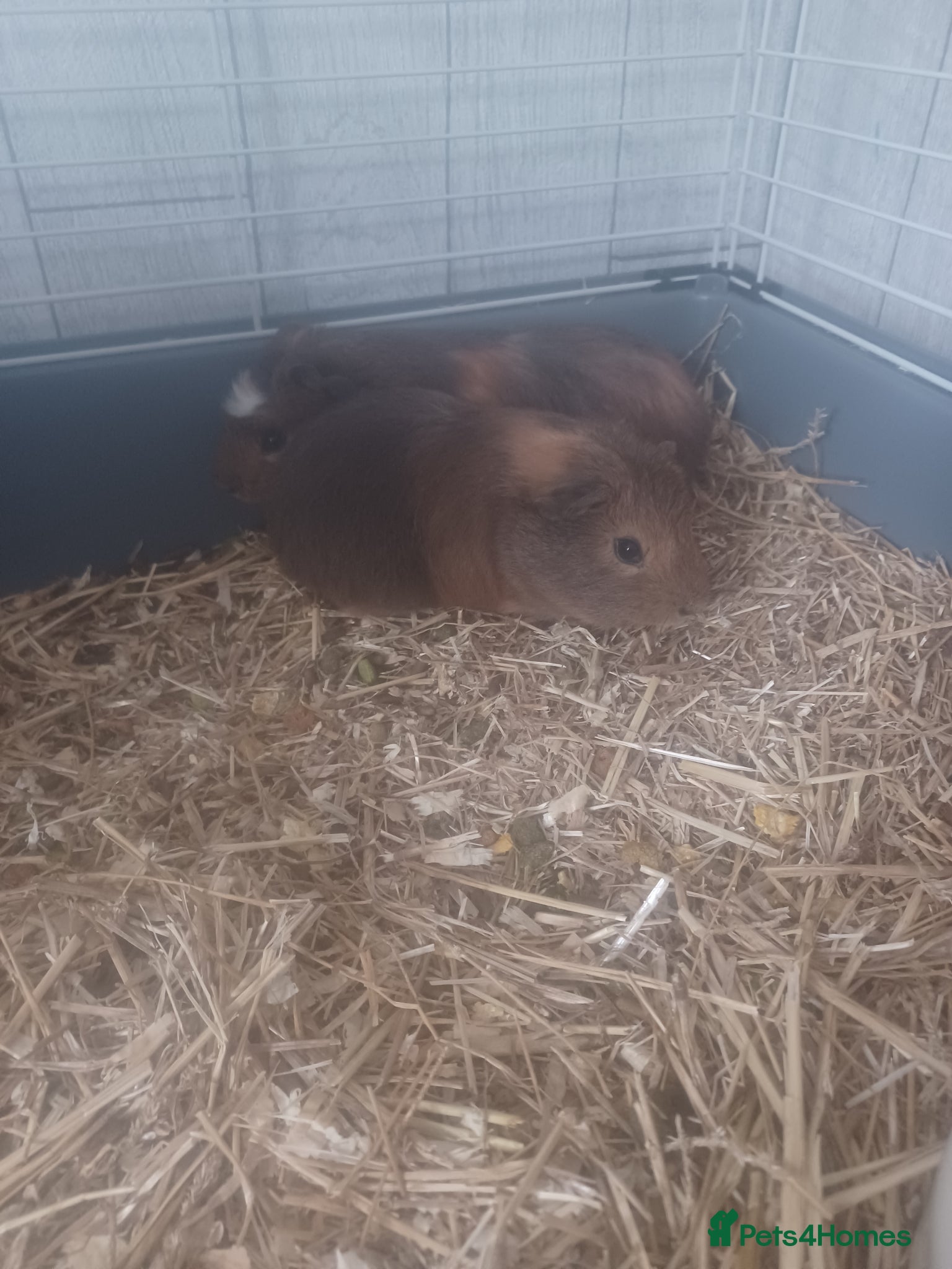Guinea Pig rodents 2 male guinea pigs  - Advert 1