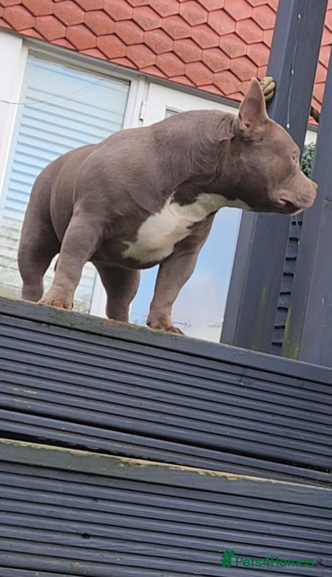 American Bully dogs for sale: American Bully Pocket Extreme Female  - Advert 4