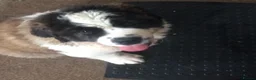Saint Bernard dogs for sale: Rough Coated Pure St. Bernard  pups - Advert 7