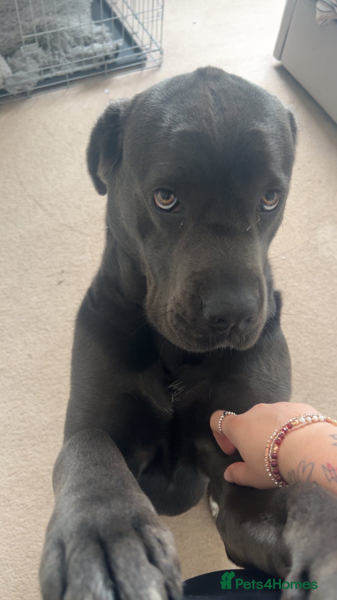 Cane Corso dogs for sale: Cane corso - Image 3