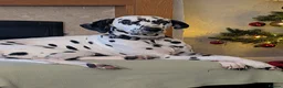 Dalmatian dogs for sale: 9 year old dalmatian  in Pontefract - Advert 3
