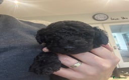 Standard Poodle dogs for sale: KC registered Poodles - Image 10
