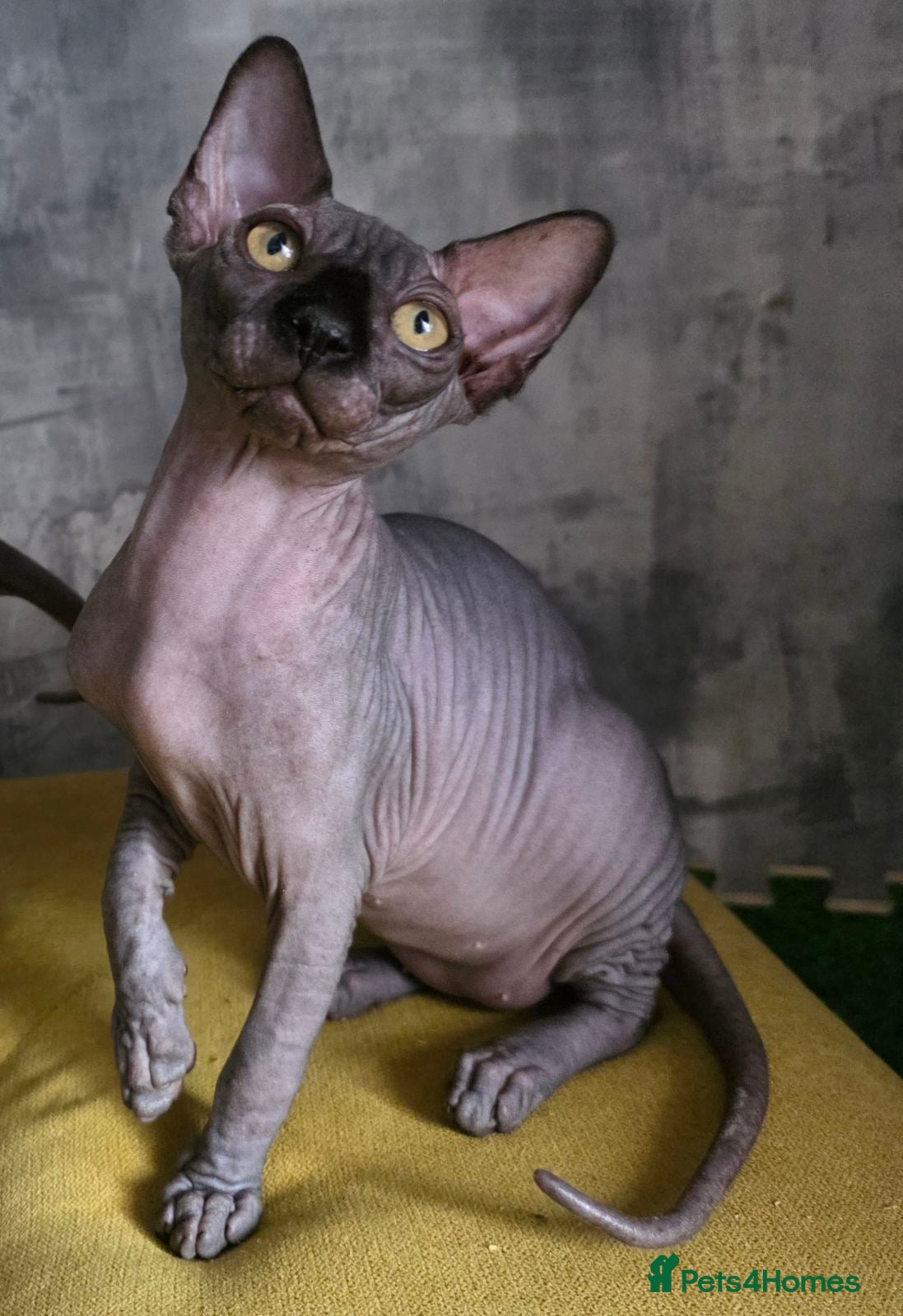 Sphynx cats FIFe registered Black stunning kittens - Advert 11