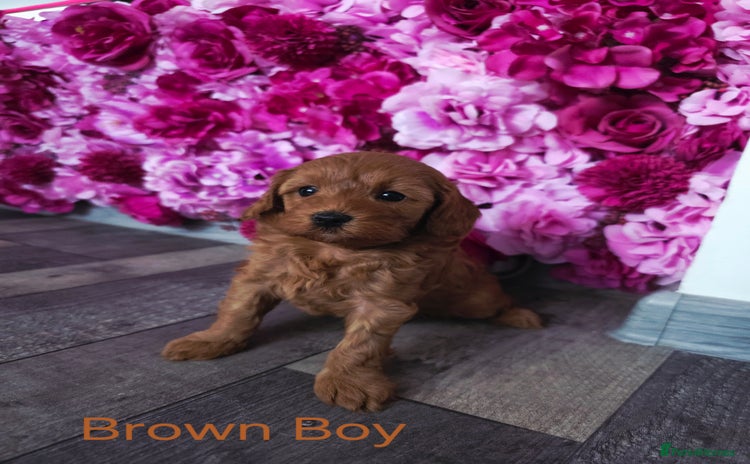Cavapoo dogs - Advert 11