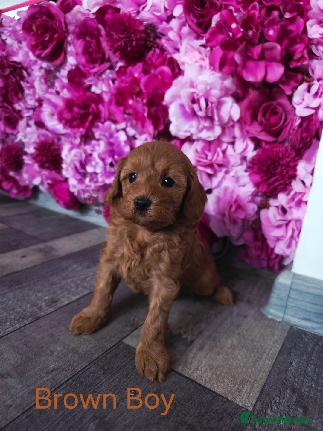 Cavapoo dogs for sale: CAVAPOO F1B RED HEALTY TESTED PARENTS - Image 1